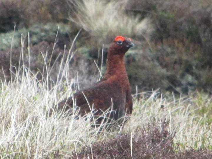 Red Grouse on Kinder Scout