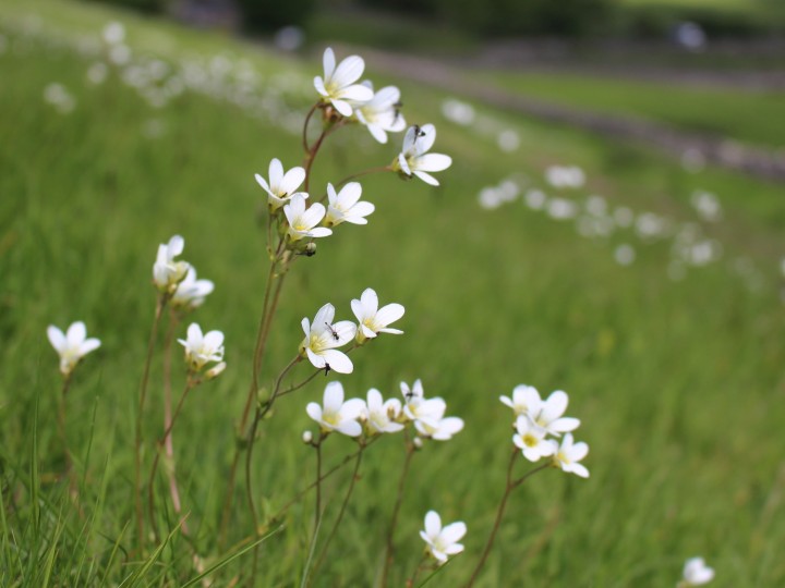 Meadow Saxifrage 1