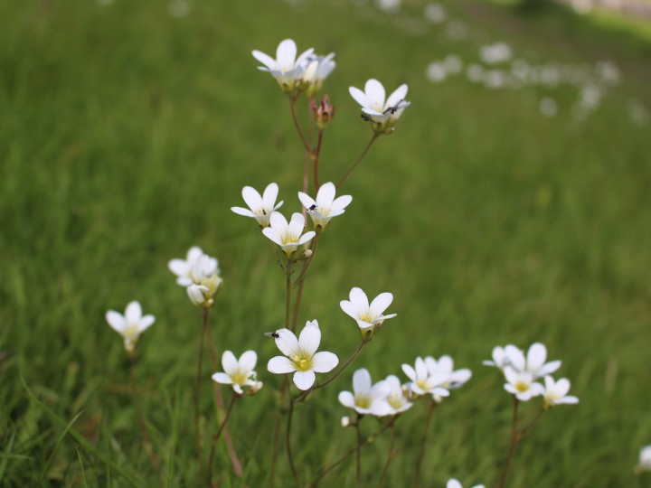 Meadow Saxifrage 2